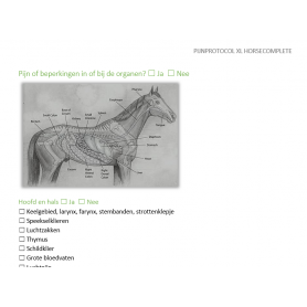 Pijnmeting volgens het pijnprotocol XL versie