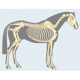Cursus Pijnmeting volgens het Pijnprotocol Basis