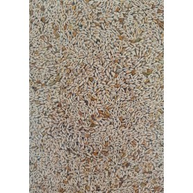 Vlozaad of psylliumzaad