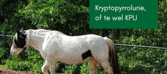 KPU oftewel kryptopyrrolurie (door Jantine Steehouder van Pure Horse)