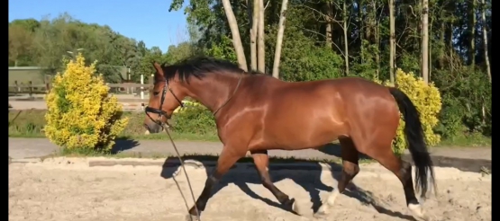 Voeding en training deel 3: Kan jouw paard presteren op ruwvoer?
