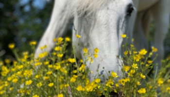 Kijk zo mooi dat paard tussen de gele bloemen!