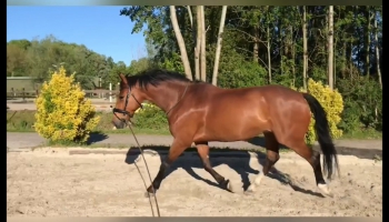 Voeding en training deel 3: Kan jouw paard presteren op ruwvoer?